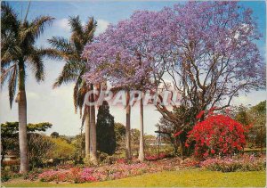 Modern Postcard Southern Africa Colorful Garden Setting of Stately Palms Brig...