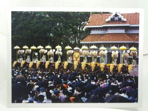 Trichur Pooram Grand Temple Festival India Vintage Postcard