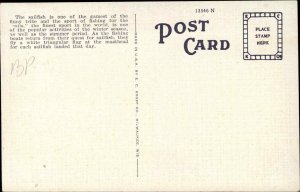 PALM BEACH FL Sail Fish SAILING Old Postcard