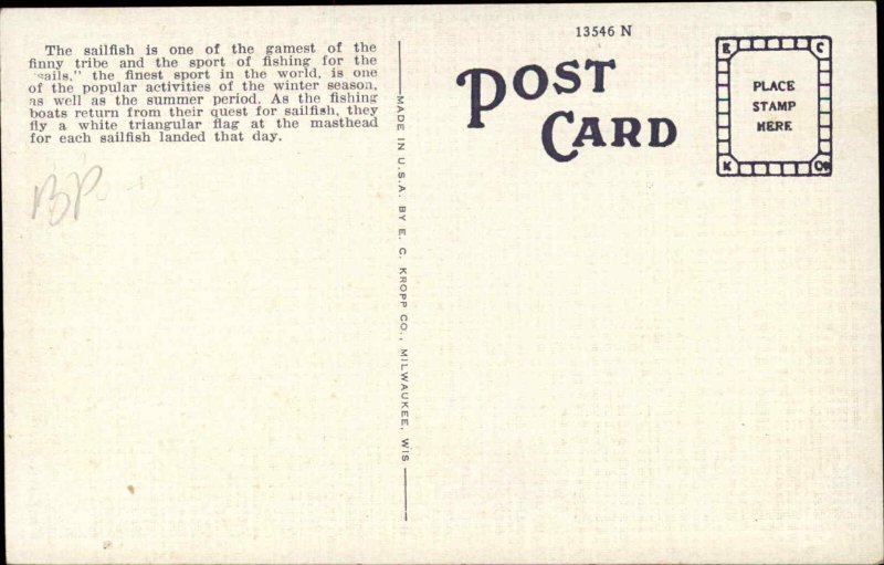 PALM BEACH FL Sail Fish SAILING Old Postcard