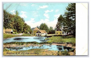 Nashua N. H. New Hampshire Fish Hatchery Postcard
