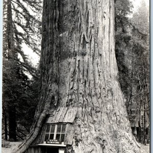 c1930s Piercy, CA Lille Redwood Park RPPC Famous Tree House Quadruped Tree A165