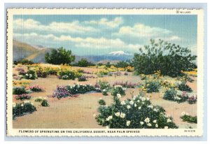 Vintage Flowers Of Springtime California Desert, Near Palm Springs Postcard P60E