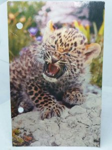 Chinese Leopard Cub born at London Zoo Vintage Postcard C1970