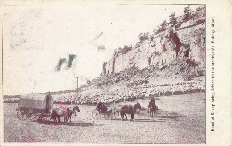 Band of Sheep Driven to the Stockyards, Billings, Montana, 1908 postcard, used