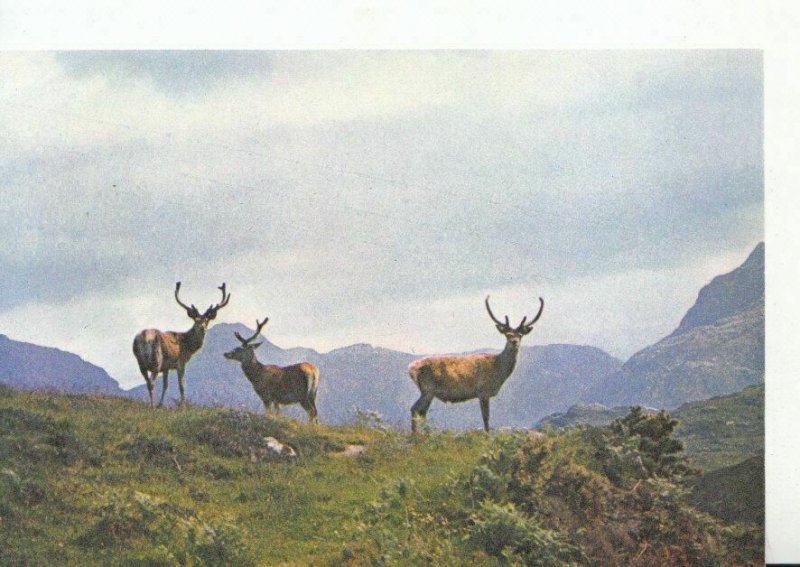 Animals Postcard - Red Deer In The Scottish Highlands - Ref 1648A