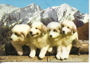 Four puppies. JeunesChiens des Pyrenees  Modern French photo postcard 1970s