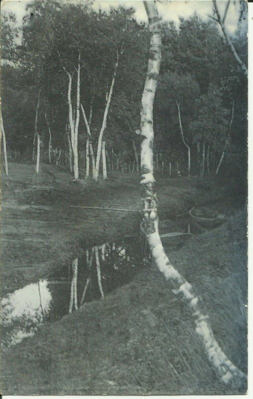 Forest Scenery, Birch Trees By a Stream, Rotograph