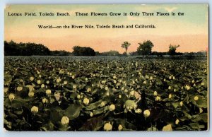 1910 Toledo Beach California Postcard Lotus Field Flowers Grow World River Nile