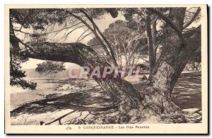 Old Postcard Carqueiranne Les Pins Penches