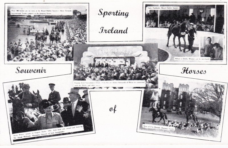 Ireland Sporting Horses Horse Racing