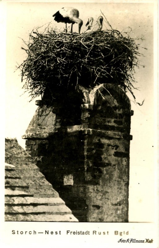 Austria - Freistadt Rust. Stork Nest    *RPPC