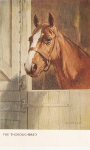 Whydale. Horse. The Thoroughbred Nice vintage English postcard