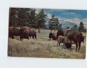 Postcard Buffalo last remnants of the great herd which roamed thru the Old West