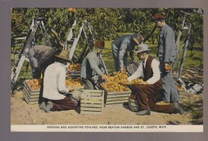 Benton Harbor MICHIGAN 1916 PICKING PEACHES Peach Harvest SORTING CROP Farming