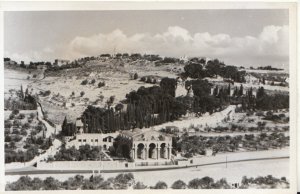 Israel Postcard - Garden of Gethsemany - Ref TZ3147