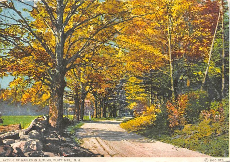 Avenue Of Maples In Autumn, White Mountains, N.H. 