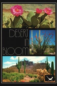 Vintage Postcard The Desert In Bloom Cacti Blooms Cactus Arizona AZ