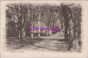 Scotland Postcard - Avenue at Beil. Biel Nr Dunbar, East Lothian  RS37936