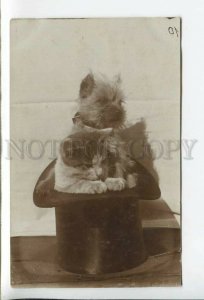433975 Circus PHOTOGRAPHER Handschuch MINCHEN Cat Terrier TOP HAT 1909 Old PHOTO