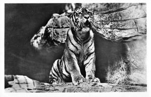 B98724 tiger tigre real photo hamburg stellingen germany  animaux animals