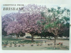 Vintage Postcard Jacaranda Trees in New Farm Park Brisbane Australia