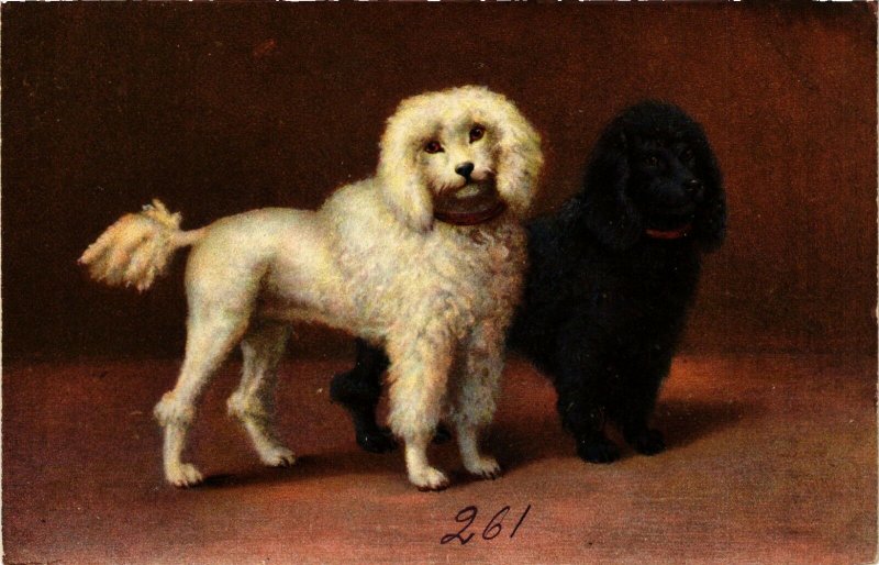 PC CPA DOGS, A WHITE AND A BLACK POODLE, VINTAGE POSTCARD (b3562)