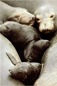 photograph, Frans Lanting, Elephant Seals, Californ Postcard