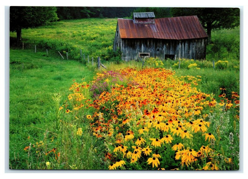 Postcard Wildflowers Black-Eyed Susan & Typical New England Sugarhouse NES41A K3