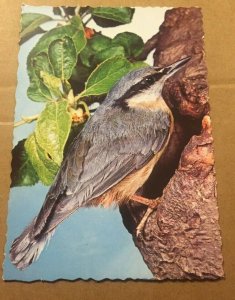 UNUSED POSTCARD - NUTHATCH - MADE IN GERMANY