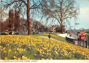 uk45525 daffodils at hyde park corner london  uk