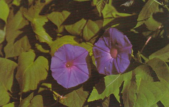 Flowers Morning Glory Growing Wild In Bermuda