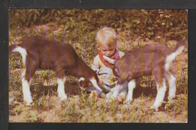 Three Little Kids,Boy,Goats Postcard 