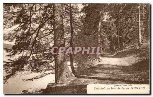 Jura-Touriste- Bonlieu- undergrowth at the edge of Lake Post Card Old