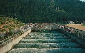 Postcard Bonneville Dam Fish Ladders Columbia River Connecting Oregon-Washington