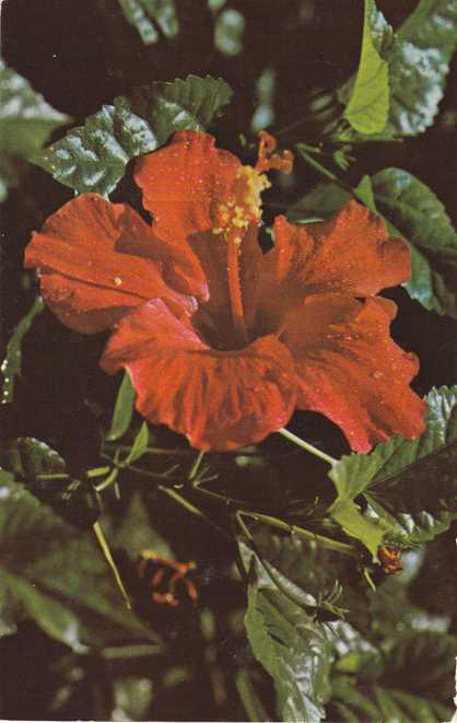 Flower - Hibiscus