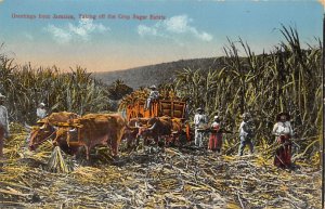 Taking off the Crop Sugar Estate Jamaica Unused 