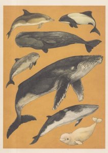 Short Beaked Common Dolphin Commersons Sperm Beluga Whale Fish Painting Postcard