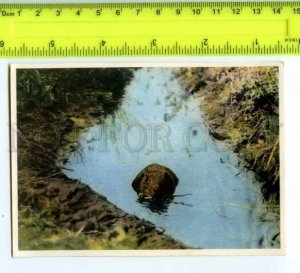 420821 GERMANY humans animals Canada beaver hunt OLD Tobacco Card w/ ADVERTISING