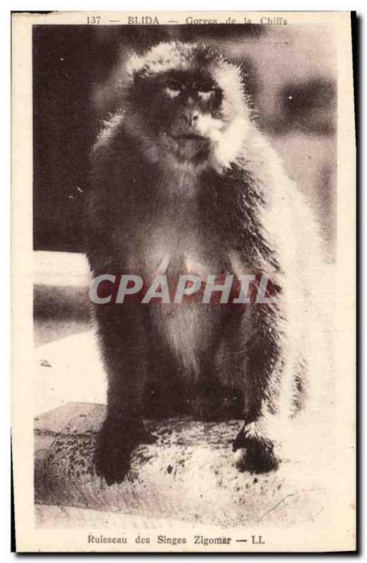 Old Postcard Monkey Blida Gorges Chiffa Creek Zigomar of monkeys