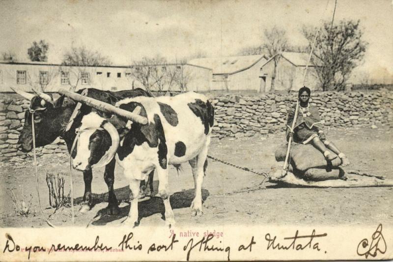 south africa, A Native Sledge, Cow Ox (1905) Sallo Epstein & Co. Postcard