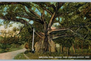 Tom Cringles Cotton Tree Jamaica Postcard