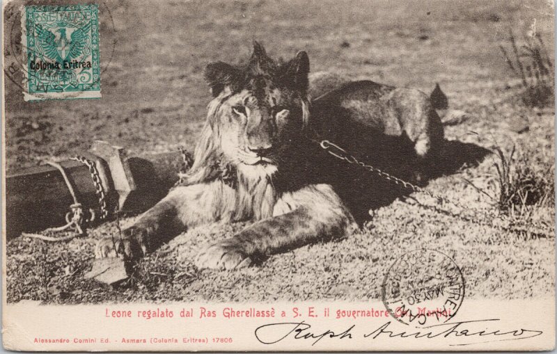 Eritrea Lion Chained Leone Ras Gherellasse Alessandro Comino Postcard E86 as is