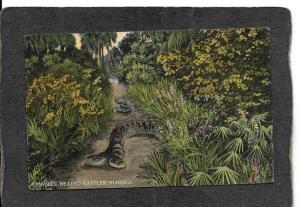 Florida-Double Headed Rattler 1908 - antique postcard