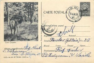Romania postal stationery postcard Carpatine stag in woods
