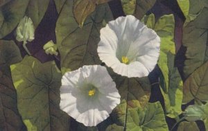 Hooded Bindweed Convolvus Sepium Vintage Flower Postcard