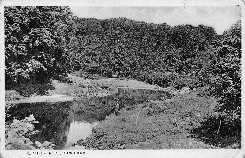 uk51354 sheep pool buncrana ireland real photo