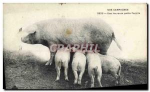 Postcard Old Pig Pig A happy little family