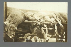 Hinckley MINNESOTA RPPC 1914 TROPHY DEER Dead Bucks nr Sandstone Pine City Mora