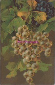 Nature Postcard - Fruits, Italian Fruit, Bunch of Grapes, Art  RS39273